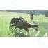 Игра для Nintendo Switch Nintendo The Legend of Zelda Breath of the Wild