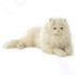 Мягкая игрушка HANSA-CREATION Персидский кот Табби. кремовый, 70 см (5010)