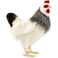 Мягкая игрушка HANSA-CREATION Курица французской породы, 38 см (5034)