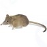 Мягкая игрушка HANSA-CREATION Мышь-землеройка, 14 см (7233)
