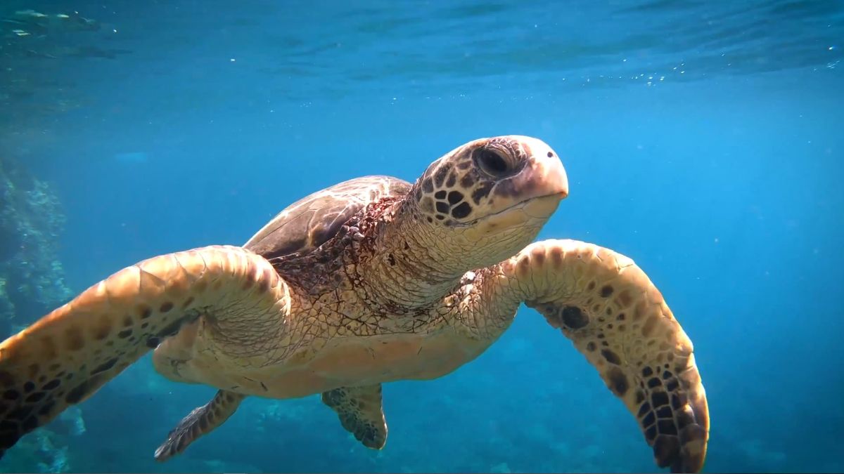 Еще больше красок и потрясающий интеллект